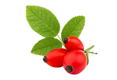 fruits