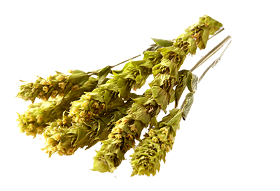 herbs