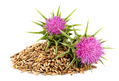 seeds